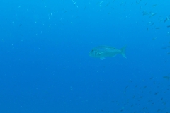 Elba_25_800