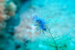 Eolie_60_800