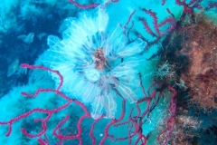 Eolie_63_800