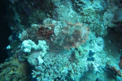 Mar_Rosso_269_800