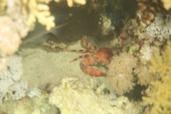 Mar_Rosso_270_800