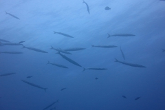 Capraia_giu2_24_58_800