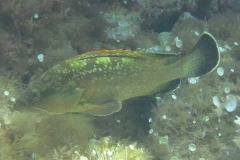 Capraia_giu2_24_73_800
