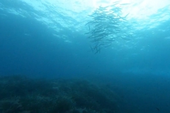 Capraia_nov_24_18_800