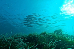 Capraia_nov_24_25_800