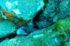 Capraia_sett_24_06_800