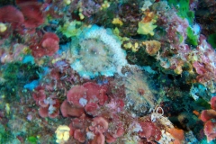 Elba_giu_24_25_800