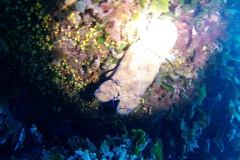 Elba_giu_24_26_800