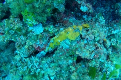Elba_giu_24_29_800