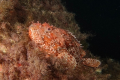 Elba_ott_24_20_800