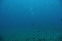Elba_sett_24_24_800