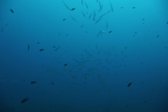 Elba_sett_24_30_800