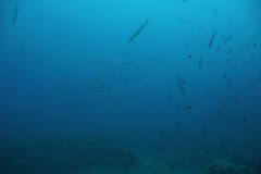 Elba_sett_24_31_800