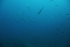 Elba_sett_24_32_800