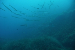 Elba_sett_24_36_800