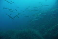Elba_sett_24_37_800