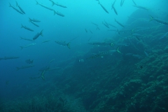 Elba_sett_24_38_800