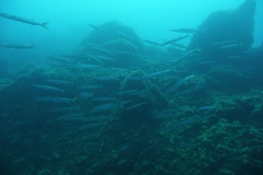 Elba_sett_24_39_800