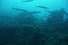 Elba_sett_24_40_800