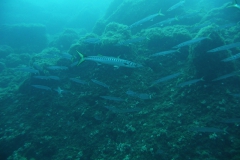 Elba_sett_24_41_800