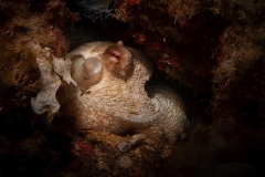 Eolie_lug_24_47_800