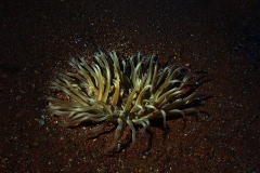 Eolie_lug_24_48_800