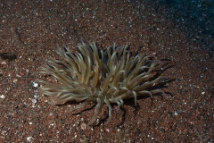 Eolie_lug_24_49_800