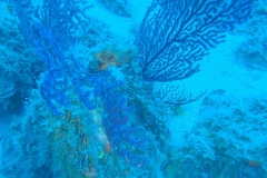 Giglio_mag_24_06_800