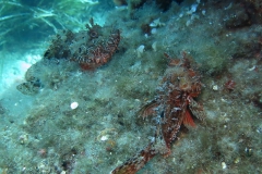 Giglio_mag_24_56_800