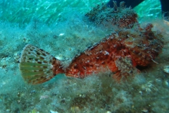 Giglio_mag_24_66_800