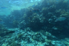 Mar_Rosso_24_118_800.jpg