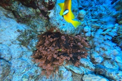 Mar_Rosso_24_133_800.jpg