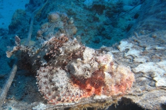Mar_Rosso_24_34_800