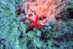 Elba_mag_25_38_800