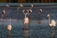 Fenicotteri_Camargue